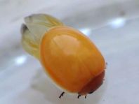 Vierfleckige Kugelmarienkäfer, Brumus (Exochomus) quadripustulatus