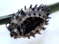 Vierfleckige Kugelmarienkäfer, Brumus (Exochomus) quadripustulatus