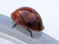 Vierfleckige Kugelmarienkäfer, Brumus (Exochomus) quadripustulatus