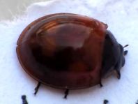 Vierfleckige Kugelmarienkäfer, Brumus (Exochomus) quadripustulatus