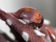 Vierfleckige Kugelmarienkäfer, Brumus (Exochomus) quadripustulatus