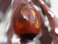 Vierfleckige Kugelmarienkäfer, Brumus (Exochomus) quadripustulatus