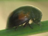 Vierfleckige Kugelmarienkäfer, Brumus (Exochomus) quadripustulatus