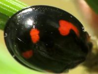 Vierfleckige Kugelmarienkäfer, Brumus (Exochomus) quadripustulatus