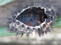 Vierfleckige Kugelmarienkäfer, Exochomus (Brumus) quadripustulatus