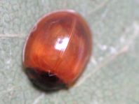 Vierfleckige Kugelmarienkäfer, Exochomus (Brumus) quadripustulatus