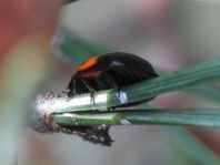 Vierfleckige Kugelmarienkäfer, Brumus (Exochomus) quadripustulatus