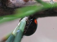 Vierfleckige Kugelmarienkäfer, Brumus (Exochomus) quadripustulatus
