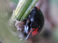 Vierfleckige Kugelmarienkäfer, Brumus (Exochomus) quadripustulatus