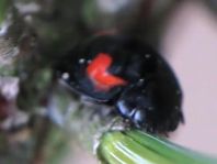 Vierfleckige Kugelmarienkäfer, Brumus (Exochomus) quadripustulatus