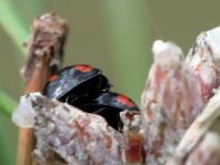 Vierfleckige Kugelmarienkäfer, Brumus (Exochomus) quadripustulatus