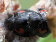 Vierfleckige Kugelmarienkäfer, Brumus (Exochomus) quadripustulatus