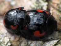 Vierfleckige Kugelmarienkäfer, Brumus (Exochomus) quadripustulatus