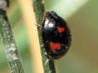 Vierfleckige Kugelmarienkäfer, Exochomus (Brumus) quadripustulatus