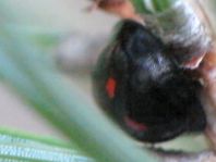 Vierfleckige Kugelmarienkäfer, Exochomus (Brumus) quadripustulatus