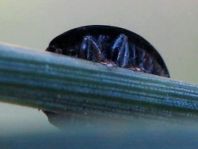 Vierfleckige Kugelmarienkäfer, Brumus (Exochomus) quadripustulatus