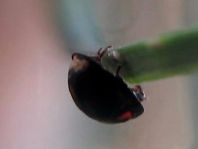 Vierfleckige Kugelmarienkäfer, Brumus (Exochomus) quadripustulatus