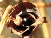 Vierfleckige Kugelmarienkäfer, Brumus (Exochomus) quadripustulatus
