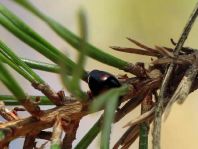 Vierfleckige Kugelmarienkäfer, Brumus (Exochomus) quadripustulatus