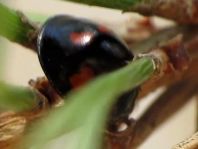 Vierfleckige Kugelmarienkäfer, Brumus (Exochomus) quadripustulatus