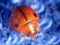 Exochomus quadriplagiatus