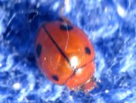 Exochomus quadriplagiatus