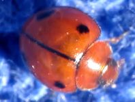 Exochomus quadriplagiatus
