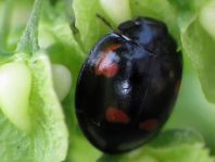 Vierfleckige Kugelmarienkäfer, Brumus (Exochomus) quadripustulatus