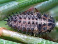 Vierfleckige Kugelmarienkäfer, Brumus (Exochomus) quadripustulatus