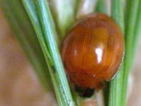 Vierfleckige Kugelmarienkäfer, Brumus (Exochomus) quadripustulatus