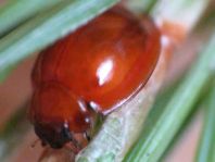 Vierfleckige Kugelmarienkäfer, Brumus (Exochomus) quadripustulatus