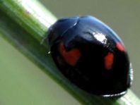 Vierfleckige Kugelmarienkäfer, Brumus (Exochomus) quadripustulatus