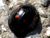 Vierfleckige Kugelmarienkäfer, Brumus (Exochomus) quadripustulatus