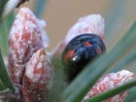 Vierfleckige Kugelmarienkäfer, Brumus (Exochomus) quadripustulatus