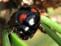 Vierfleckige Kugelmarienkäfer, Brumus (Exochomus) quadripustulatus
