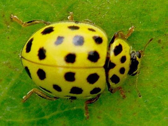 Zweiundzwanzigpunkt-Marienkäfer, Psyllobora vigintiduopunctata