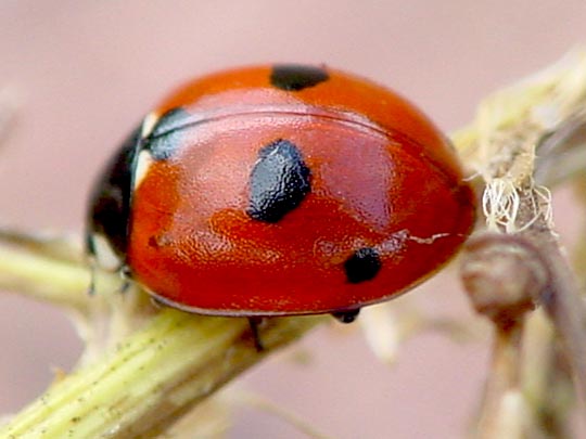 Fünfpunkt Marienkäfer, Coccinella quinquepunctata