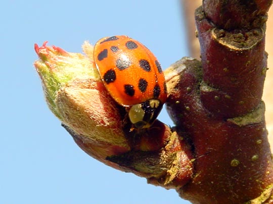 Asiatischer Marienkäfer, Harmonia axyridis