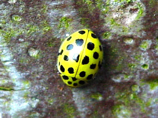 Zweiundzwanzigpunkt-Marienkäfer, Psyllobora vigintiduopunctata