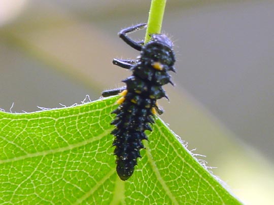 Augenmarienkäfer, Anatis ocellata, Larve