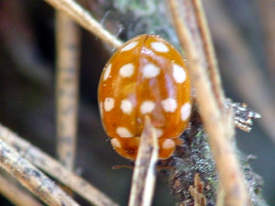 Vierzehntropfiger Marienkäfer, Calvia quatuordecimguttata