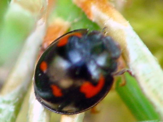 Vierfleckige Kugelmarienkäfer, Brumus (Exochomus) quadripustulatus