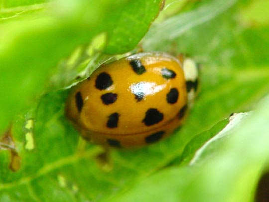 Asiatischer Marienkäfer, Harmonia axyridis