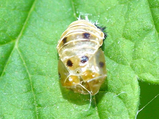 Asiatischer Marienkäfer, Harmonia axyridis, Puppe