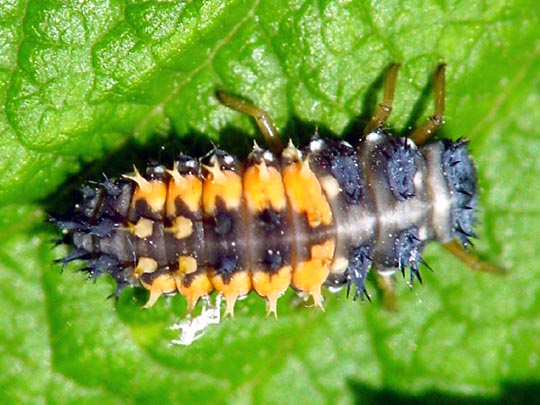 Asiatischer Marienkäfer, Harmonia axyridis, Larve