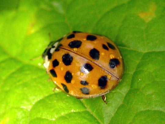 Asiatischer Marienkäfer, Harmonia axyridis