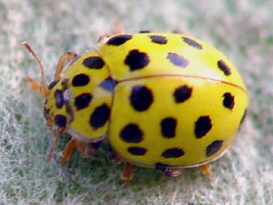 Zweiundzwanzigpunkt-Marienkäfer, Psyllobora vigintiduopunctata