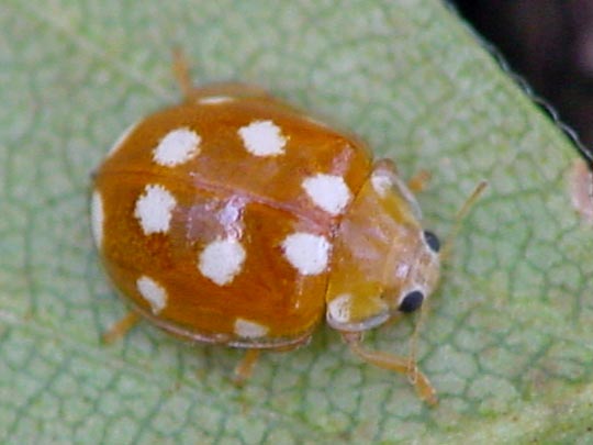 Vibidia duodecimguttata