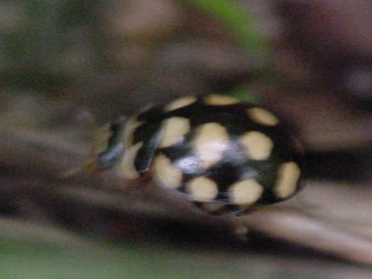 Vierzehnfleck Marienkäfer, Coccinula quatuordecimpustulata