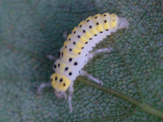Sechzehnfleckiger Marienkäfer, Halyzia sedecimguttata, Larve